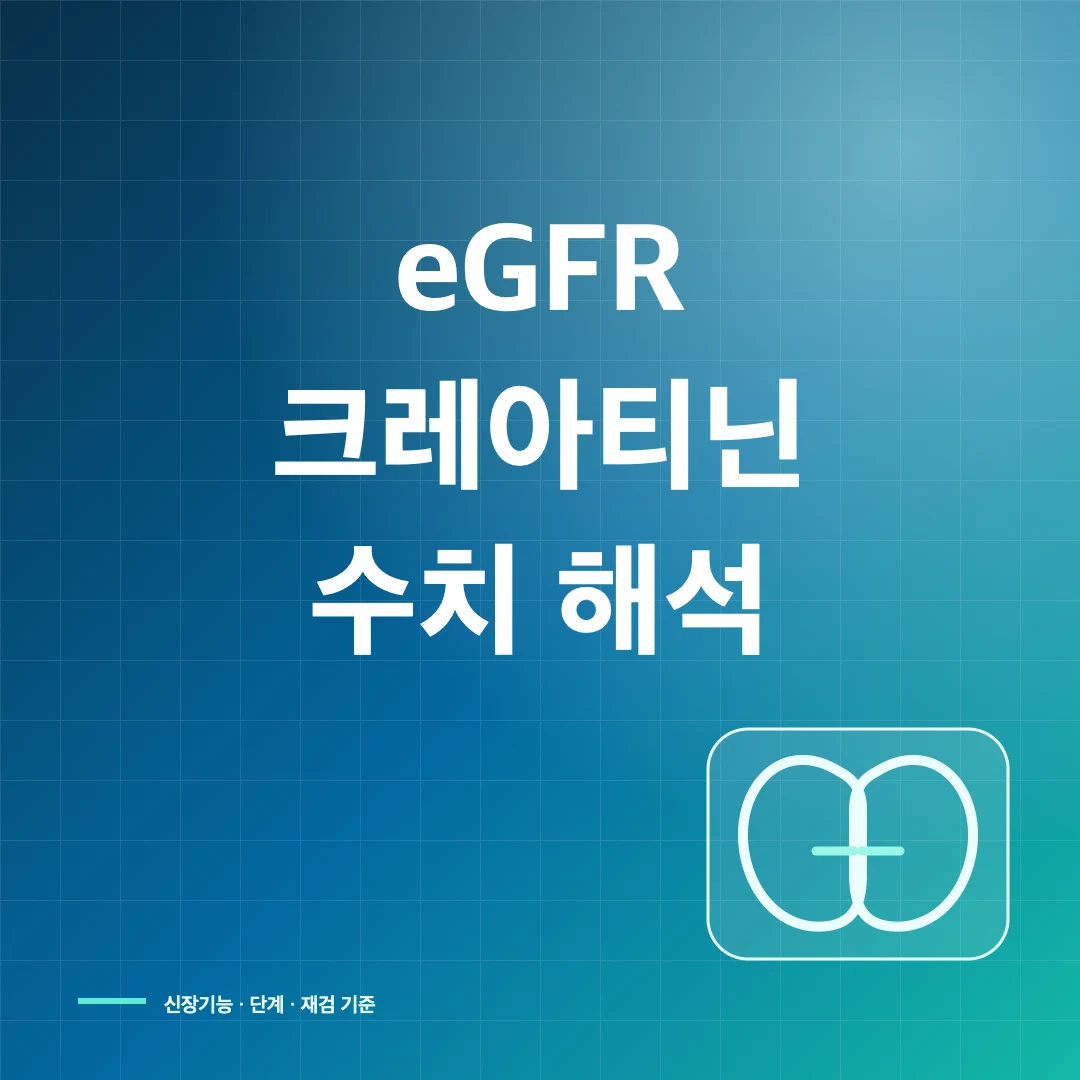 eGFR 사구체여과율·크레아티닌 수치와 신장기능 해석 썸네일