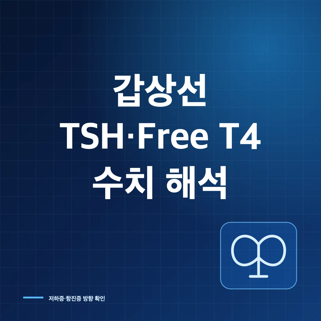 갑상선 TSH·Free T4 수치와 기능저하증·항진증 해석 썸네일